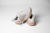 120485_173_Y_Ghost_Max_4.png